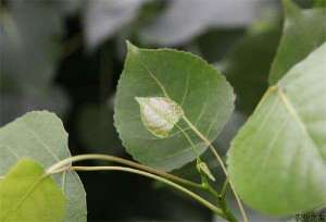 杨树种植的养护措施