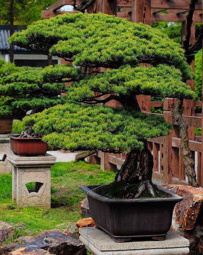 盆景 盆景