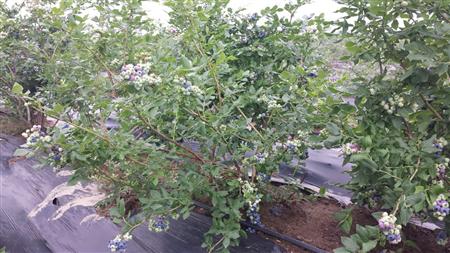 蓝莓成年树怎么修剪?