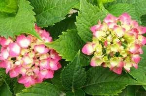 绣球花如何过冬