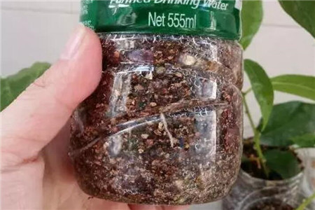 茉莉生根 茉莉生根