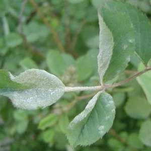 月季白粉病症状和防治措施