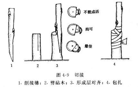 美人梅的枝接图 美人梅的枝接图
