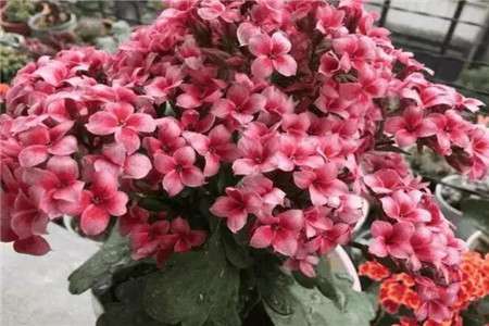 长寿花 长寿花