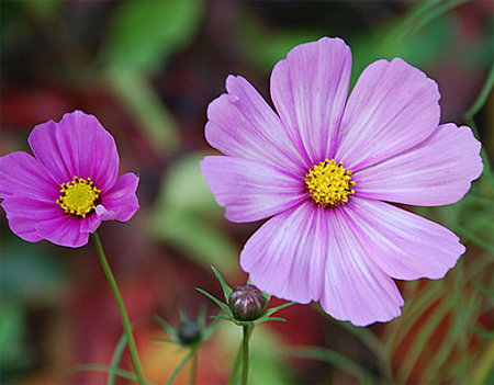 波斯菊 波斯菊