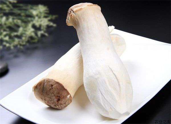 新鲜的杏鲍菇怎样保鲜