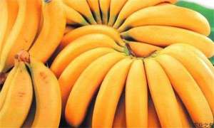 香蕉象甲的防治方法