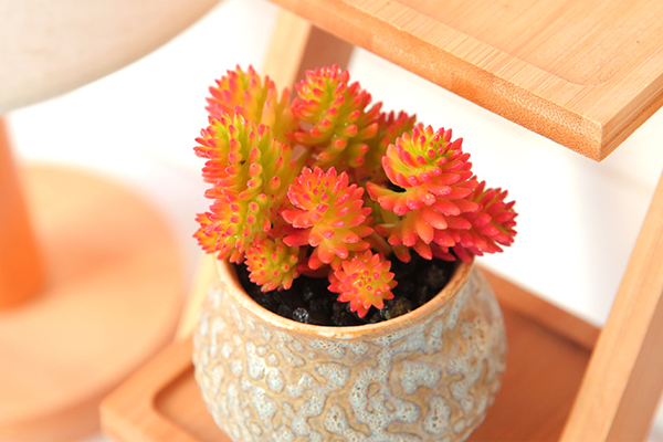 白花小松