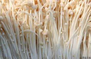 金针菇种植的水肥管理