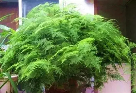 文竹的生长 文竹的生长