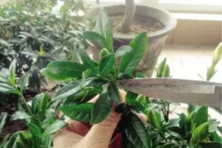 修剪栀子花 修剪栀子花