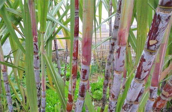 甘蔗种植技术之营养需求和施肥