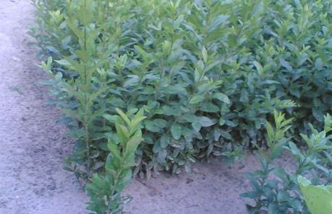 1548050794217559.jpg 冬季能种植水蜡吗?冬季水蜡防寒防冻的有效方法