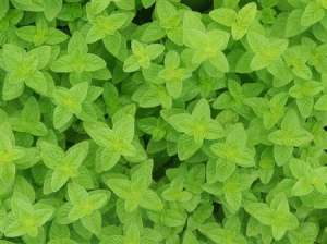 薄荷种植技术：薄荷怎么种植能高产？