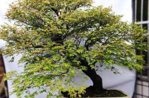 小叶紫檀冬天怕冻吗？小叶紫檀冬天的养护方法