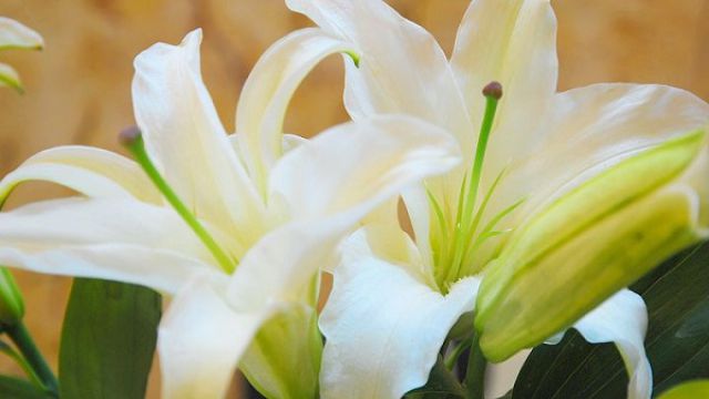 送百合花代表什么意思 送百合花代表什么意思