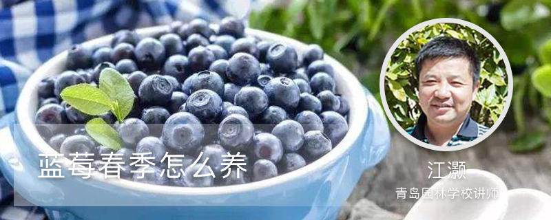 蓝莓春季怎么养 蓝莓春季怎么养
