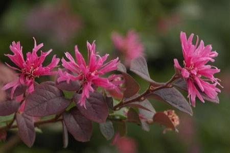 红花继木 红花继木