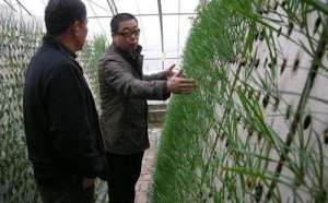 韭菜无土种植的意义及要点知识总结