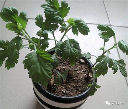 菊花的养护要点图片 菊花的养护要点图片