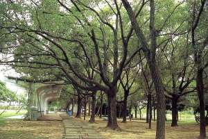 培育优良景观树种 黑龙江七台河助力园林绿化