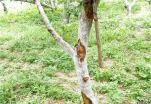苹果树腐烂病发生规律及防治