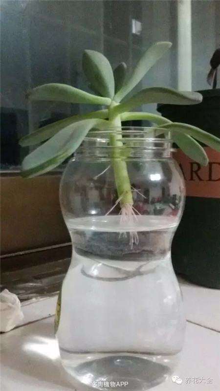 放在散光通风的地方 放在散光通风的地方