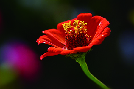 百日菊 百日菊