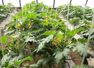 大棚西葫芦种植技术实际操作要点