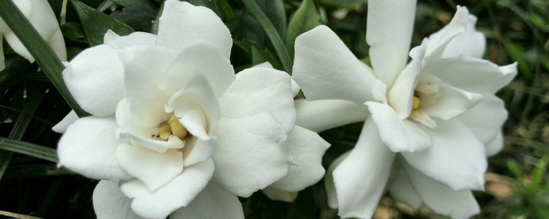 栀子花春天怎么养