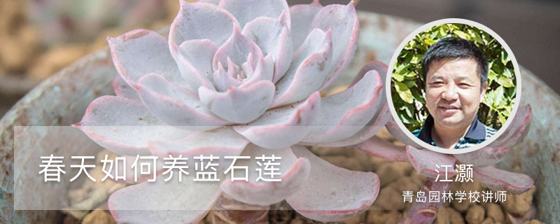 春天如何养蓝石莲 春天如何养蓝石莲