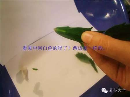 去皮 去皮