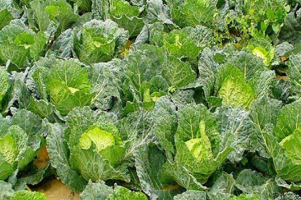 西兰花卷心菜等常见蔬菜可保护肠道健康
