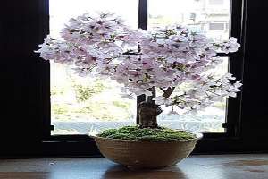 樱花盆景怎么养护