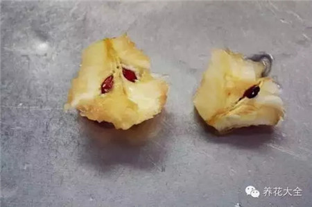 抠出种子 抠出种子