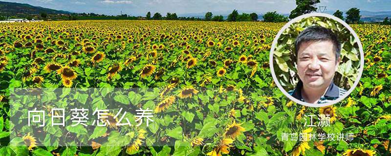 向日葵怎么养 向日葵怎么养