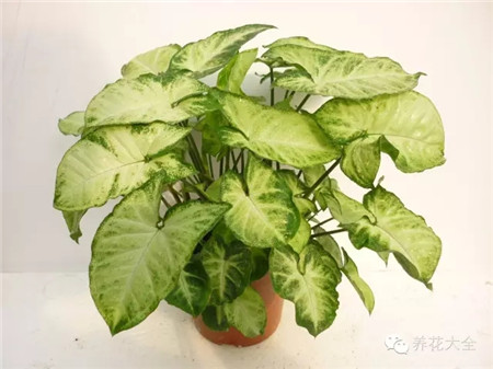 合果芋 合果芋