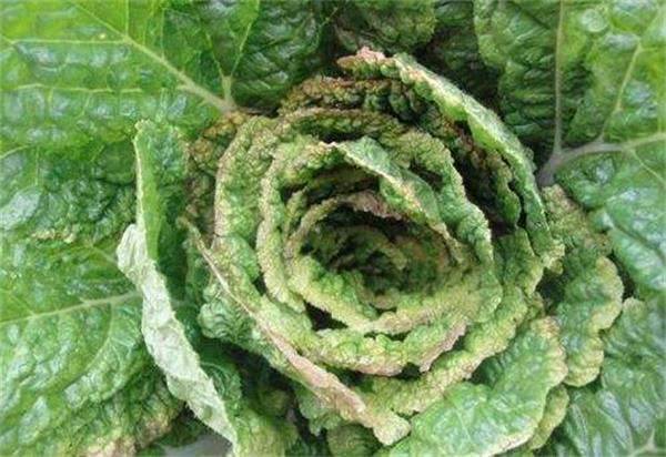 大白菜如何防治干烧心