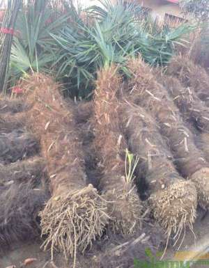 棕榈科植物在园林绿化中的应用价值