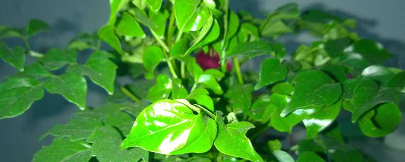 幸福树如何让茎变粗 幸福树如何让茎变粗