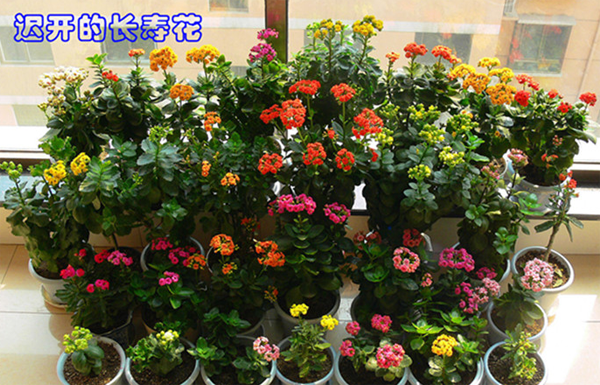 长寿花 长寿花
