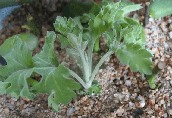 夏菊扦插 夏菊扦插