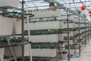 无土栽培一亩投入多少 室内无土种植蔬菜有哪些