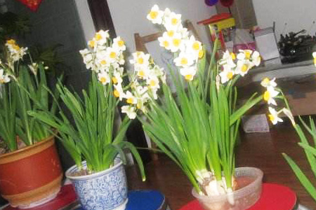水仙花 水仙花