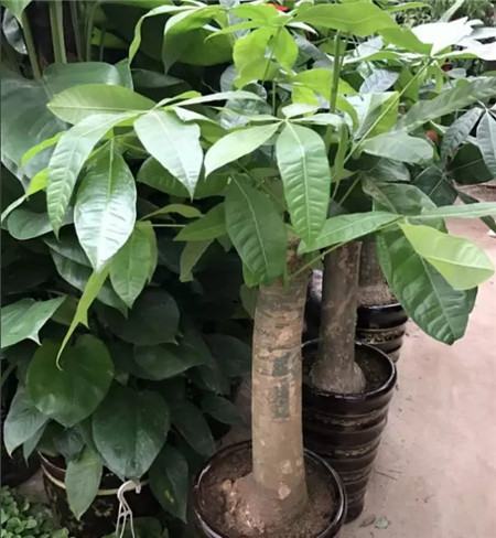 发财树 发财树