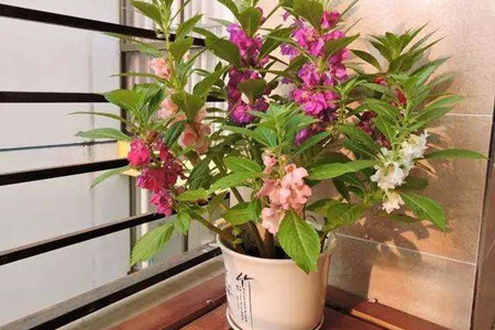 凤仙花 凤仙花