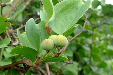 菝葜 菝葜