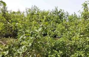 夏天苹果树的管理方法 新栽苹果苗夏季养护知识