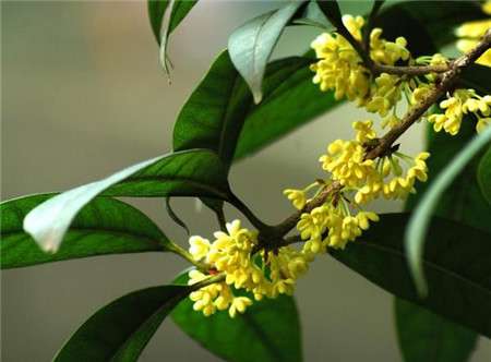 桂花 桂花