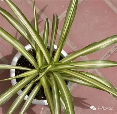 腐叶土与干净的河沙等 腐叶土与干净的河沙等